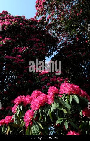 Rosa albero di rododendro fiore grande fiore in fiore primavera fioriscono cielo blu cielo Foto Stock