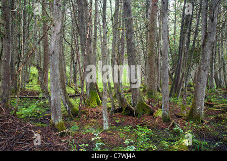 Northern White Cedar Swamp comunità a Vittoria Basin Wildlife Management Area nella vittoria, Vermont USA Foto Stock