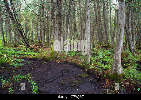 Northern White Cedar Swamp comunità a Vittoria Basin Wildlife Management Area nella vittoria, Vermont USA Foto Stock