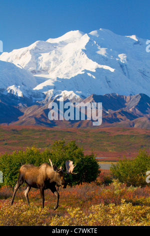 Bull moose di fronte al Monte McKinley, anche chiamato Denali, Parco Nazionale di Denali, Alaska. Foto Stock
