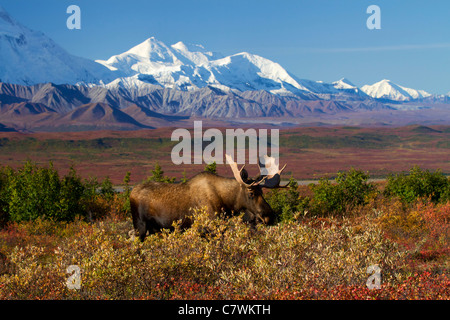 Bull moose di fronte al Monte McKinley, anche chiamato Denali, Parco Nazionale di Denali, Alaska. Foto Stock