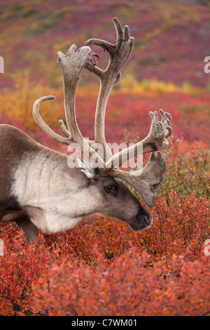 Bull caribou, Parco Nazionale di Denali, Alaska. Foto Stock