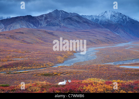 Dall le pecore in policromia Pass, Parco Nazionale di Denali, Alaska. Foto Stock