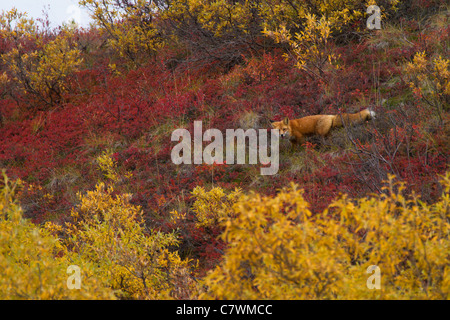 Red Fox, Parco Nazionale di Denali, Alaska. Foto Stock