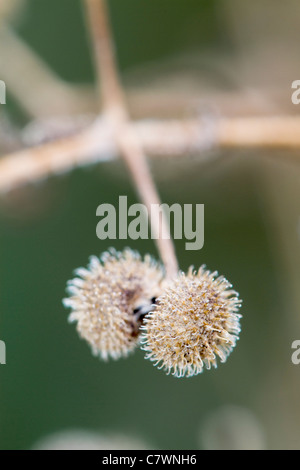 Goosegrass o Cleavers; Galium aparine; Cornovaglia; Regno Unito Foto Stock