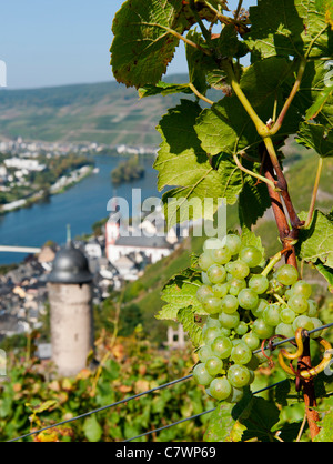 Uva sulla vite in vigna sopra Zell villaggio sul fiume Mosella in Germania Foto Stock