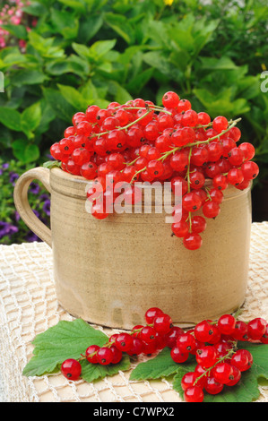 Tazza di ceramica piena di carni rosse bacche Ribes - stillife - esterno Foto Stock