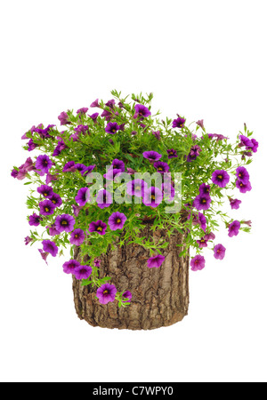 Petunia, Surfinia fiori sul tronco di albero su sfondo bianco - isolato Foto Stock
