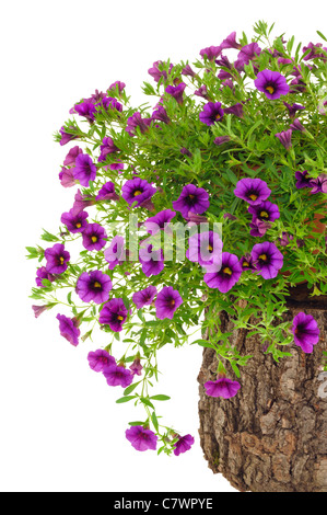 Petunia, Surfinia fiori sul tronco di albero su sfondo bianco - isolato Foto Stock