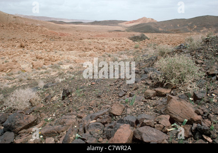 Deserto del Negev presso il cratere di Makhtesh Ramon con il basalto e affioramenti di roccia calcarea, Israele Foto Stock