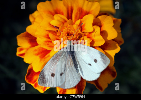 Cavolo bianco farfalla posata sul fiore (Calendula) Foto Stock