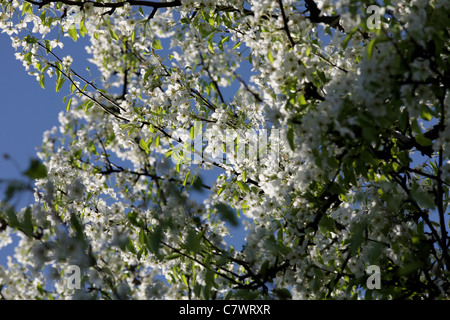 La fioritura del melo sul cielo blu sullo sfondo Foto Stock