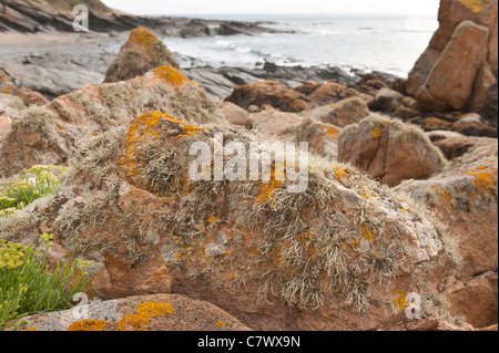 Mare arancione lichen Caloplaca marina , Xanthoria parietina e Ramalina siliquosa colonizza il litorale superiore zona litorale Foto Stock