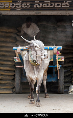 Indian zebù e carrello di giovenco essendo caricato con sacchi di cemento . Puttaparthi, Andhra Pradesh, India Foto Stock