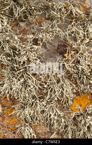 Mare arancione lichen Caloplaca marina , Xanthoria parietina e Ramalina siliquosa colonizza il litorale superiore zona litorale Foto Stock