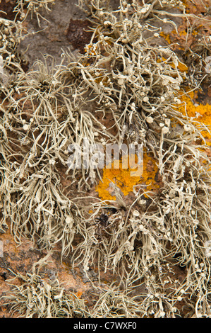 Mare arancione lichen Caloplaca marina , Xanthoria parietina e Ramalina siliquosa colonizza il litorale superiore zona litorale Foto Stock