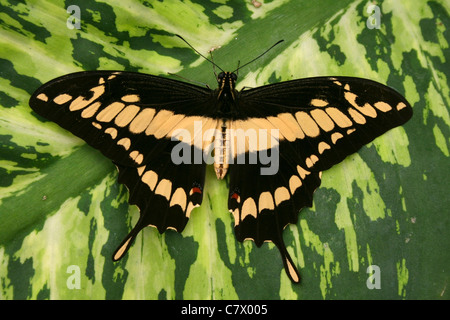 Re a coda di rondine o a coda di rondine Thoas butterfly. Benalmadena parco Butterfly, Benalmadena Pueblo, Malaga, Costa del Sol, Spagna. Foto Stock