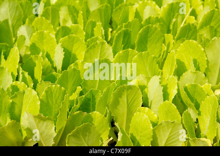 La lattuga verde germogli poco crescente da impianto in fieds Foto Stock