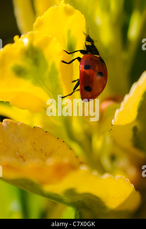 Lady bug macro all'aperto (Harmonia Axyridis). Foto Stock