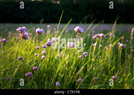 Un prato di fiori vicino Teerofen, che è parte del villaggio Schönhöhe e situato sul bordo della Großsee. Foto Stock