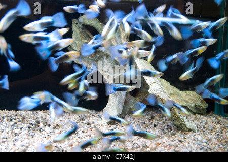 Guppies in serbatoio Foto Stock