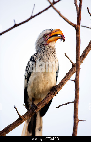 Southern Yellow-fatturati Hornbill Foto Stock