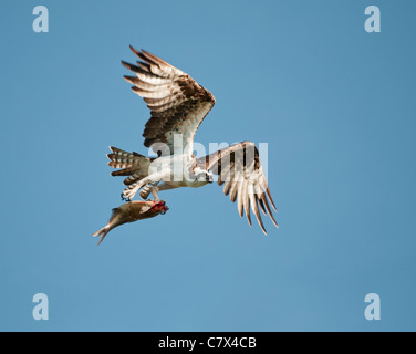 Florida Osprey e il suo pesce fresco di arresto sulla Haines Creek fiume in Lake County Leesburg, Florida Foto Stock