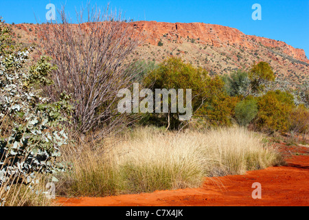 Spinifex erba, il Parco del Deserto Alice Springs, Australia Foto Stock