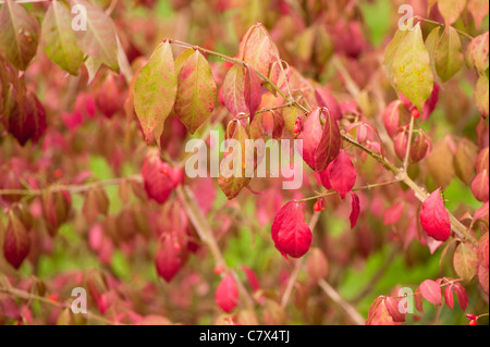 Euonymus alatus f. subtriflorus, alato albero mandrino, all'inizio dell'autunno Foto Stock