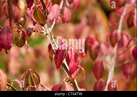 Euonymus alatus f. subtriflorus, alato albero mandrino, all'inizio dell'autunno Foto Stock