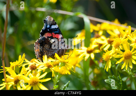 Red Admiral farfalla su fiore giallo Foto Stock