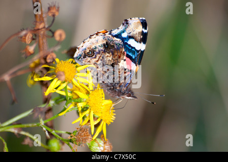 Red Admiral farfalla su fiore giallo Foto Stock