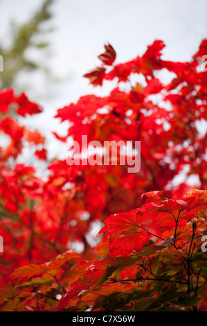 Acer japonicum, Luna Piena acero in autunno Foto Stock