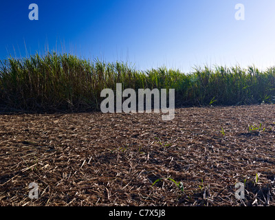La canna da zucchero campo North Queensland Australia Foto Stock