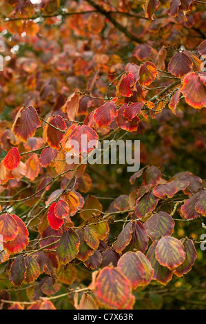 Hamamelis japonica var. flavo-purpurascens, Giapponese Amamelide, all'inizio dell'autunno Foto Stock