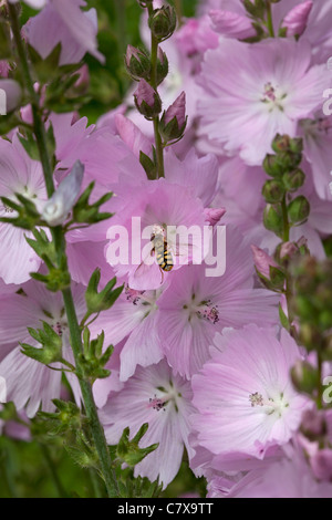 Hornet su Sidalcea 'Elsie Heugh' Foto Stock