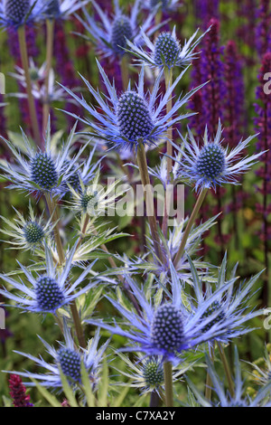 Blu impressionante Eryngium "Jos Eijking' - (Mare Holly) con salvia nemorosa , 'Caradonna' in background Foto Stock