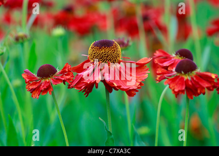 Helenium 'Moerheim bellezza' - RHS award del giardino merito (Sneezeweed) Foto Stock