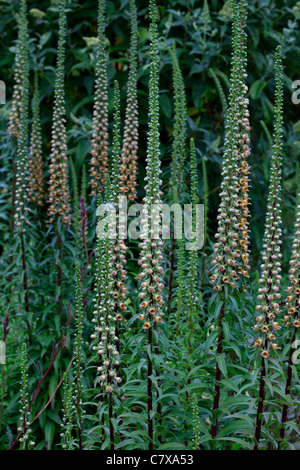 Digitalis Ferruginea syn "Rusty foxglove' Foto Stock