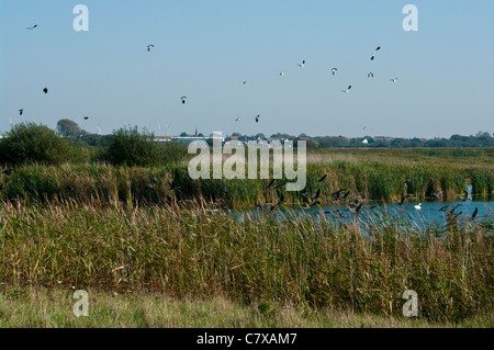 Wildfowl cormorani tenendo fuori dal castello di acqua del porto di segale Riserva Naturale East Sussex England Regno Unito Foto Stock