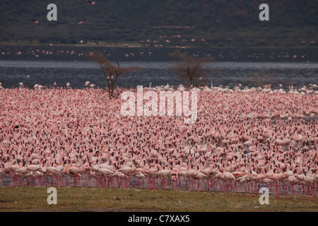 Maggiore e Minore di fenicotteri rosa in massa gregge oltre il Lago Bogoria, Kenya, Africa Foto Stock