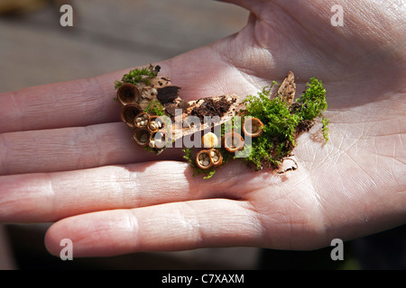 Questa specie di funghi, chiamato anche Splash tazze, è uno di più nel gruppo di funghi (Nidulariales) che si verifica in tutto il mondo Foto Stock