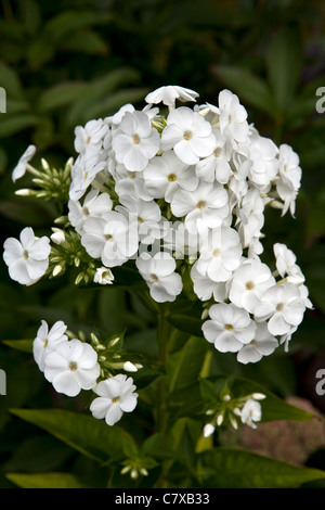 White Phlox paniculata phlox giardino di fiori in close-up Foto Stock