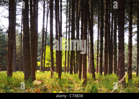 Boschi di pino nella foresta di Tunstall. Aprile Foto Stock