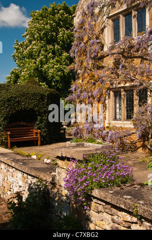 Il ricco di pareti di pietra arenaria di Coton Manor coperto con antico glicine sulla terrazza giardino, Coton, Northamptonshire, Inghilterra Foto Stock