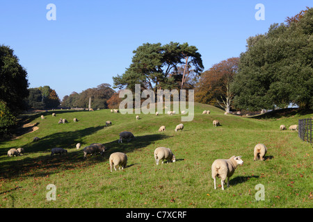 Scena pastorale di pecore al pascolo nella campagna inglese, Winchelsea, East Sussex, England, Regno Unito, GB Foto Stock