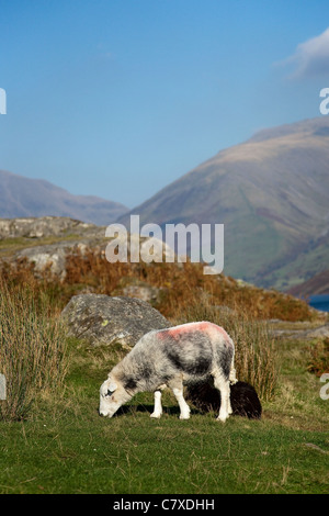 Pascolando camici con striature grigie e teste bianche; pecore Herdwick sulle campane. Non si sono mai allontanati dal loro "siepo" - la zona in cui sono stati succhiati Lake District. Foto Stock