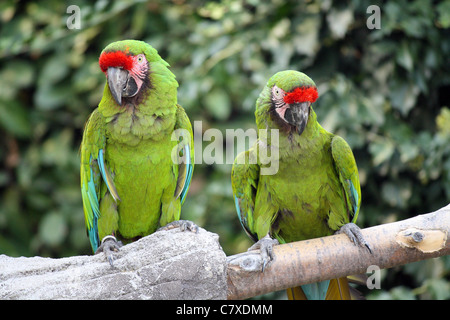 Due Macaws militare (Ara Militaris), grandi pappagalli, nativo per le foreste del Messico e America del Sud Foto Stock