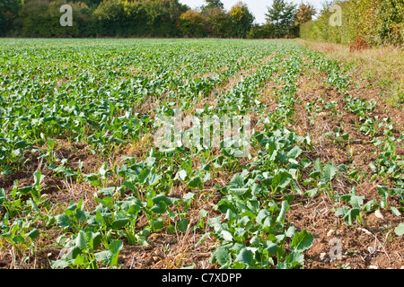 Campo di giovani piante di cavolo cappuccio in ottobre in Cambridgeshire, Regno Unito Foto Stock