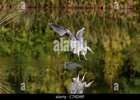 Airone cenerino, Ardea cinerea, singolo uccello tuffarsi in acqua per pesci, Midlands, Ottobre 2011 Foto Stock